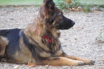 Meniul zilei: Lola